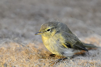 Phylloscopus collybita